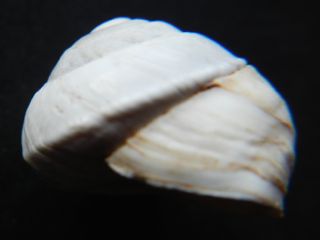 Sphincterochila proveniente da Gerusalemme